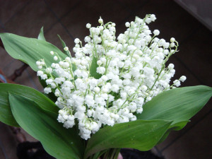 photo muguet-1